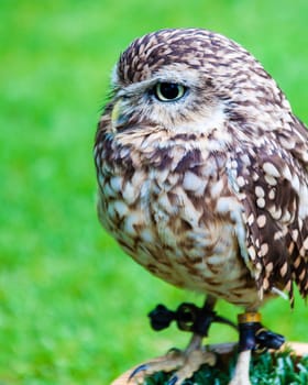 Close up portrait of little Owl against green background