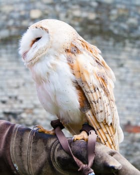 View of Barn owl sitting on falconer glove