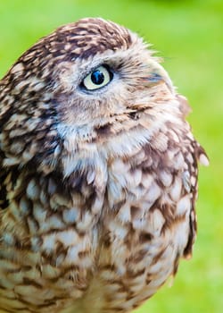 Close up portrait of little Owl against green background