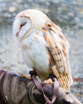 View of Barn owl sitting on falconer glove