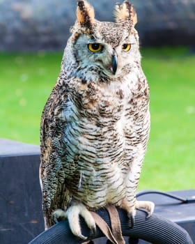Close up portrait of European Eagle Owl