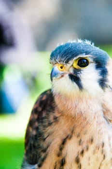 Close up portrait of small hawk against green background