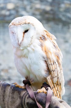 View of Barn owl sitting on falconer glove