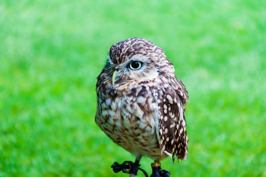 Close up portrait of little Owl against green background