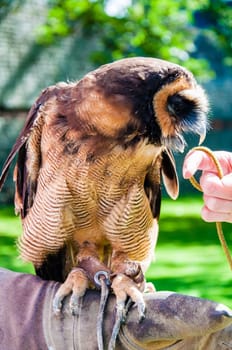 Close up portrait of brown wood Owl against green background