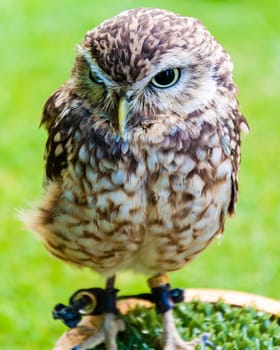 Close up portrait of little Owl against green background