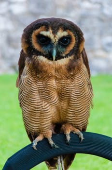 Close up portrait of brown wood Owl against green background
