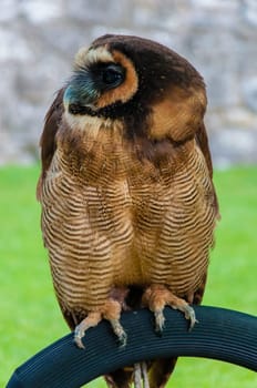 Close up portrait of brown wood Owl against green background