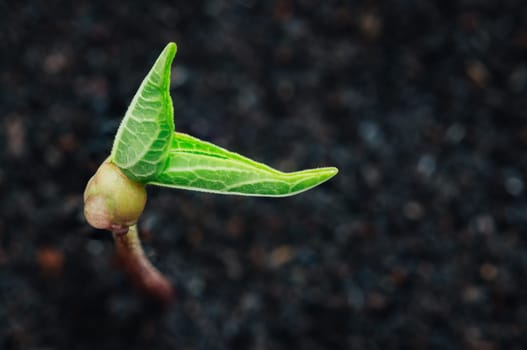 green plant growth on soil spring season background