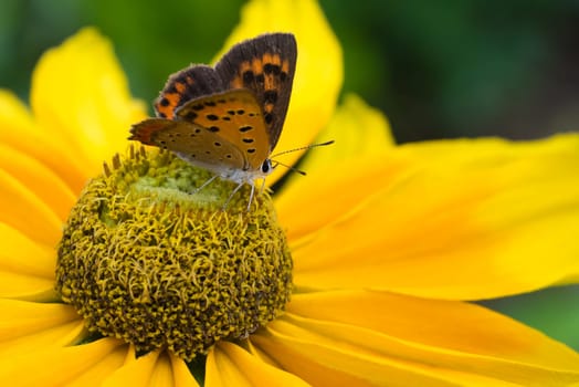 A macro shot of a "small copper"" butterfly sitting on a prarie sun black eyed susan."