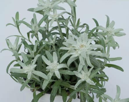 Edelweiss  Leontopodium  nivale