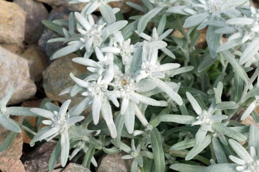 Edelweiss  Leontopodium  nivale