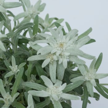 Edelweiss  Leontopodium  nivale