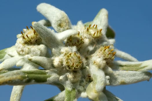 Edelweiss  Leontopodium  nivale