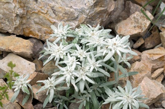 Edelweiss  Leontopodium  nivale