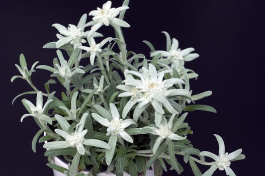 Edelweiss  Leontopodium  nivale