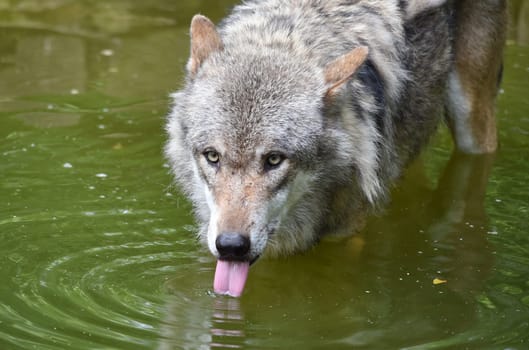 Wolf drinks water
