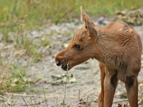 11-day-old moose calf