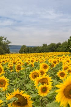 Sunflowers
