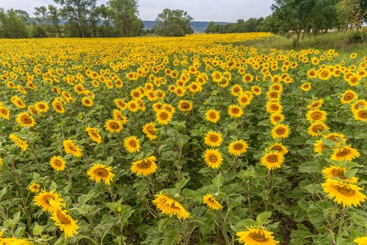 Sunflowers