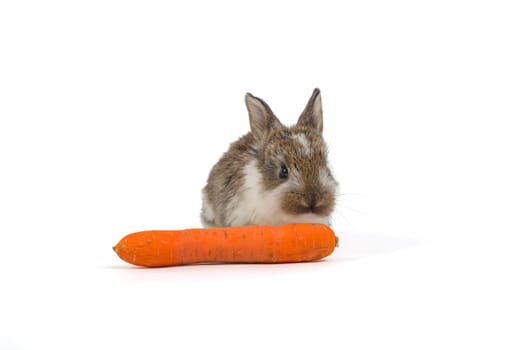 Easter Bunny with Nest