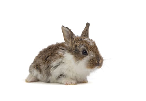 Easter Bunny with Nest