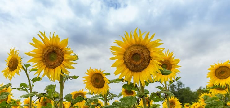 Sunflowers