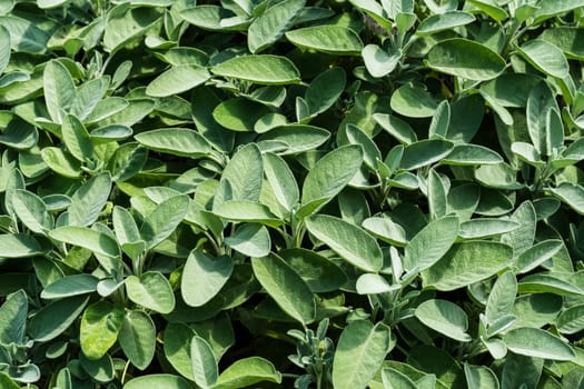Sage,plant used as a medicinal plant,kitchen plant or ornamental plant