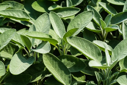 Sage,plant used as a medicinal plant,kitchen plant or ornamental plant