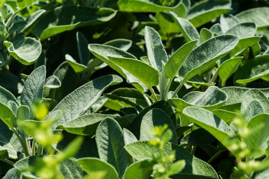 Sage,plant used as a medicinal plant,kitchen plant or ornamental plant
