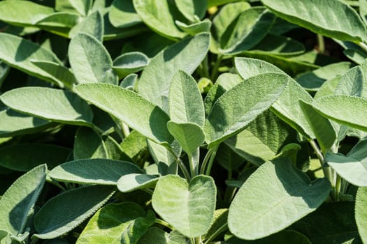 Sage,plant used as a medicinal plant,kitchen plant or ornamental plant