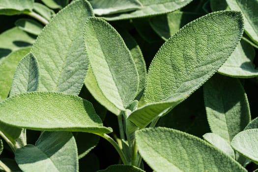Sage,plant used as a medicinal plant,kitchen plant or ornamental plant
