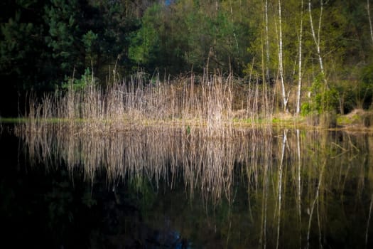 Reed field with reflection in a pond in Mastenbos forest in Kapellen, Belgium. Agentschap Natuur en Bos managed woodland.