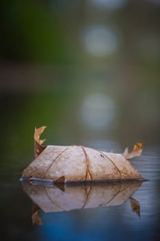 Vertical closeup shot of Autumn leaf in quiet water with reflections and blurry background. Beauty in nature.