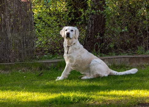 beautiful golden retriever on green grass in garden