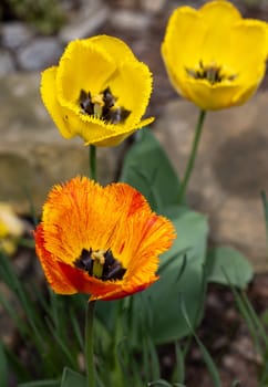 Yellow and orange tulips flowers blooming in a garden