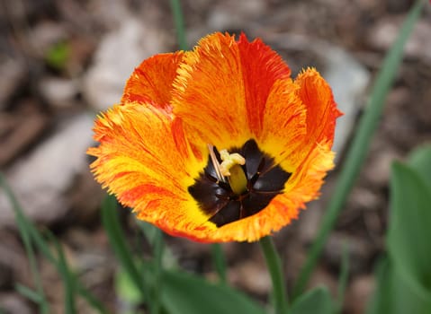Yellow and red tulip flower blooming in a garden