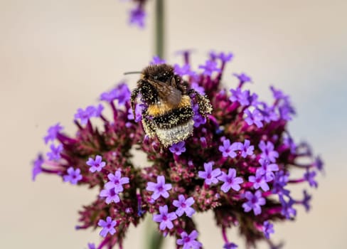 A busy bumblebee pollinates verbena flowers. The botanical name Verbena Bonariensis is a purple flower with tiny petals.