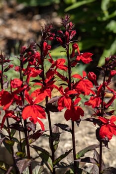 red cardinal flower or lobelia cardinalis in a garden