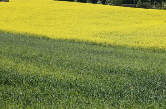 Cultivated field with blooming rape in bright yellow color