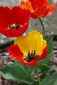 Yellow and red tulips flowers blooming in a garden
