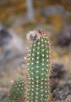 Portrait of a Cactus, A cactus in a tropical environment.