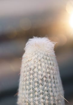 Portrait of a Cactus, A cactus in a tropical environment.