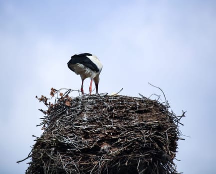 A white stork, Ciconidae high up in its stork nest, the eyrie.