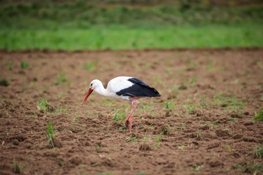A White Stork, Ciconidae searches for mice and other animals in a freshly ploughed field.