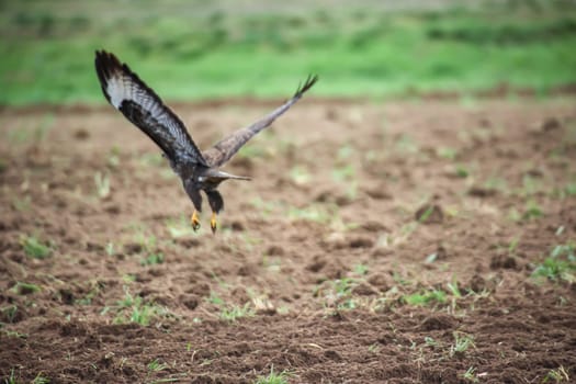 A buzzard was looking for mice and other animals in a freshly ploughed field.