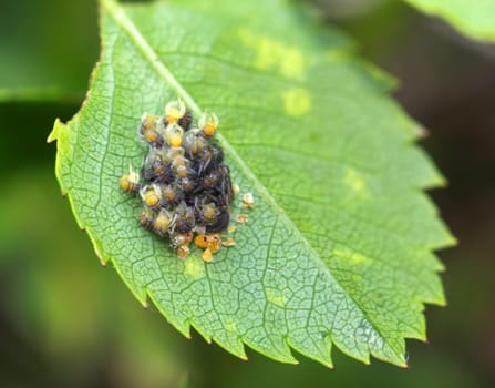 A cluster of many small baby spiders. Many little cross spiders.