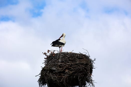 A white stork, Ciconidae high up in its stork nest, the eyrie.