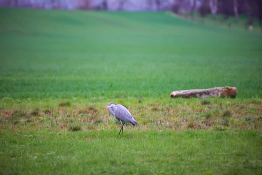 A grey heron foraging alone in a meadow.