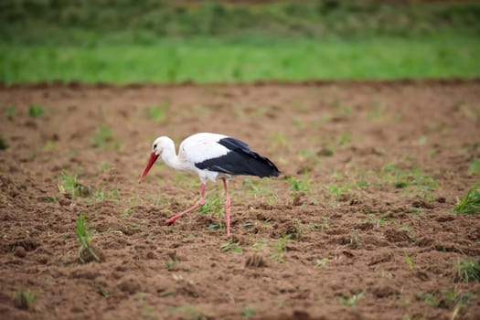 A White Stork, Ciconidae searches for mice and other animals in a freshly ploughed field.